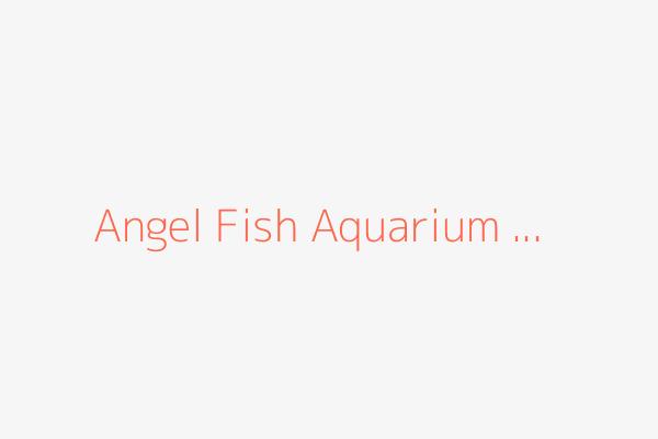 Angel fish Aquarium ...